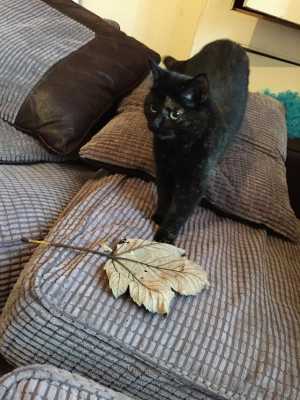 Кошка приносила хозяину мышек и ящериц, но он просто выбрасывал ее "подарки" - тогда она решила принести кое-что другое