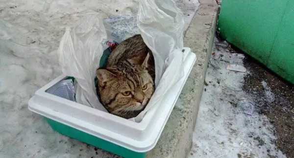 В Красноярске кота посадили в кошачий туалет, закутали в пакеты и выстовили на помойку, прицепив к нему записку