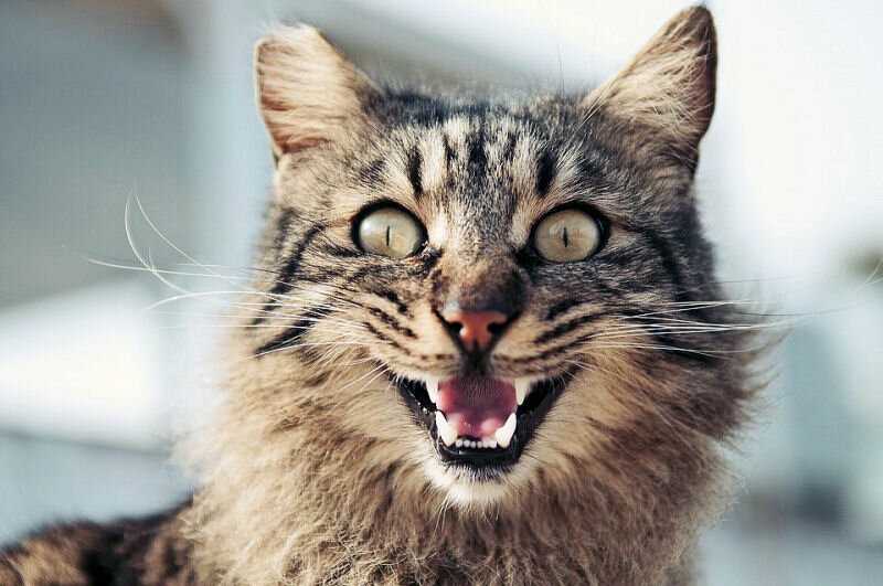 10 звуков кошек - и что они означают?