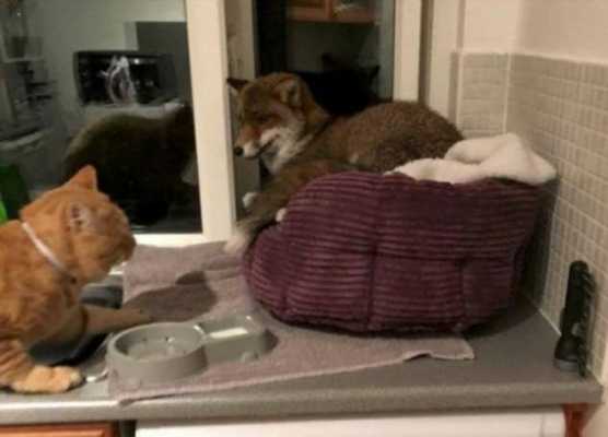 Лисенек пробрался на кухню и устроился отдыхать в кошачьей кроватке - какая была реакция у кота и как он это перенес