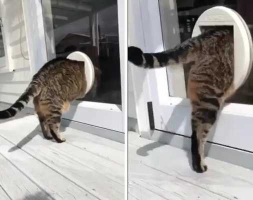Зачем толстый котик притворяется и обманывает своих хозяев в том, что не может пролезть в кошачью дверцу, сделанную для него