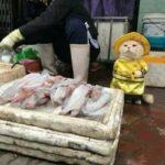 Чем прославился кот бедного улчиного торговца рыбой: теперь этот питомец - один из самых перспективных бизнесменов страны