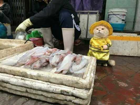 Чем прославился кот бедного улчиного торговца рыбой: теперь этот питомец - один из самых перспективных бизнесменов страны