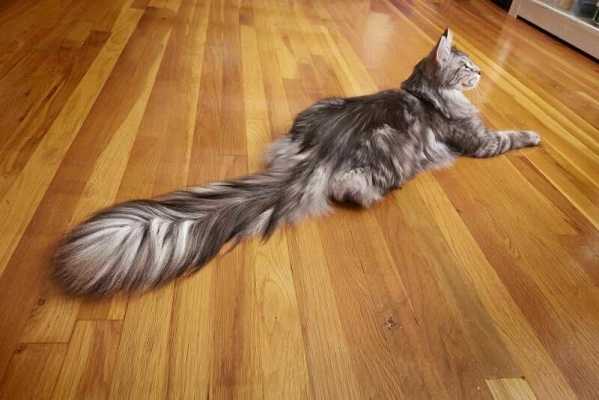 Какой котик является обладателем самого длинного шикарного хвоста и сколько он у него в длину