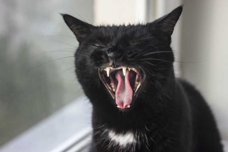 Почему считается, что чёрные кошки приносят неудачу?