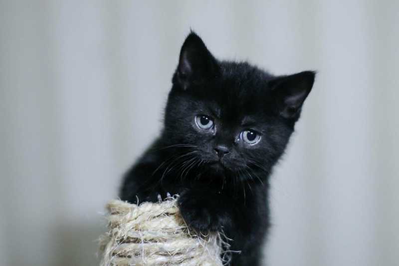 Почему считается, что чёрные кошки приносят неудачу?