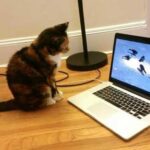 Кошка решила помочь хозяйке в работе и понажимала кнопки на ноутбуке - это едва не привело к огромным проблемам в жизни девушки