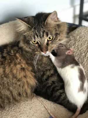 Маленькая домашняя крыса сбежала из своей клетки, хозяйка долго искала ее и нашла у кота - что кот сделал с крысой